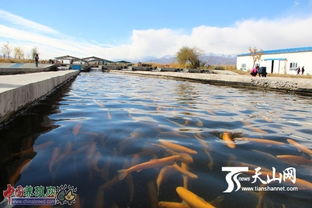 新疆温泉县冷水鱼养殖中心成旅游观光点